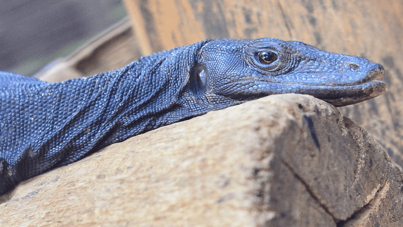 black dragon asian water monitor lizard