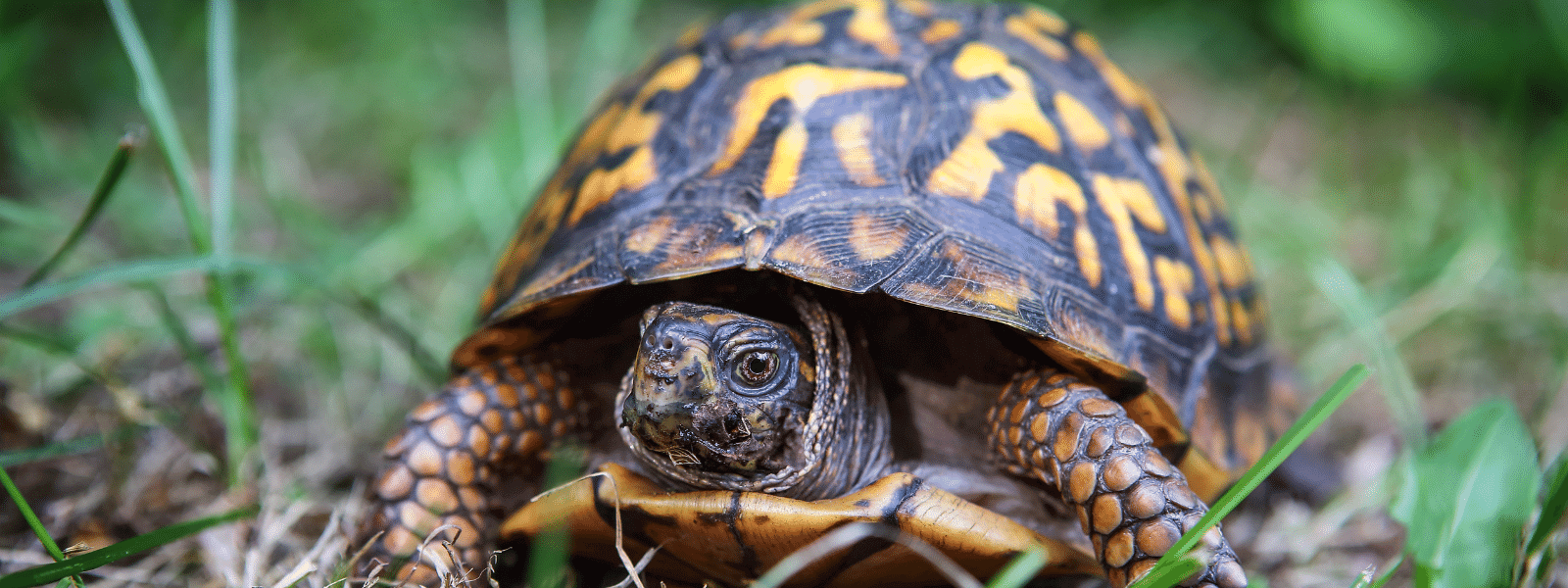 Box Turtle Care Sheet – IMPERIAL REPTILES & EXOTICS