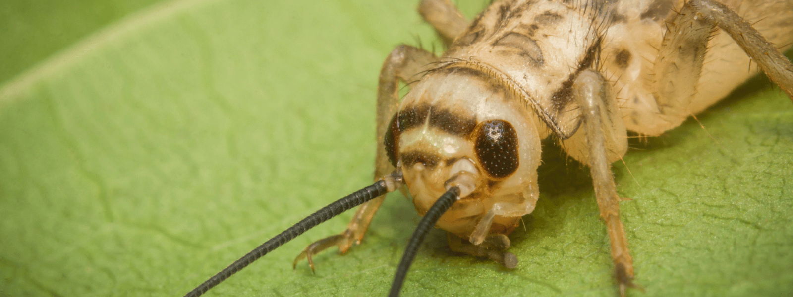 Feeder Insect Breeding 101: A Supportive Guide – IMPERIAL REPTILES ...