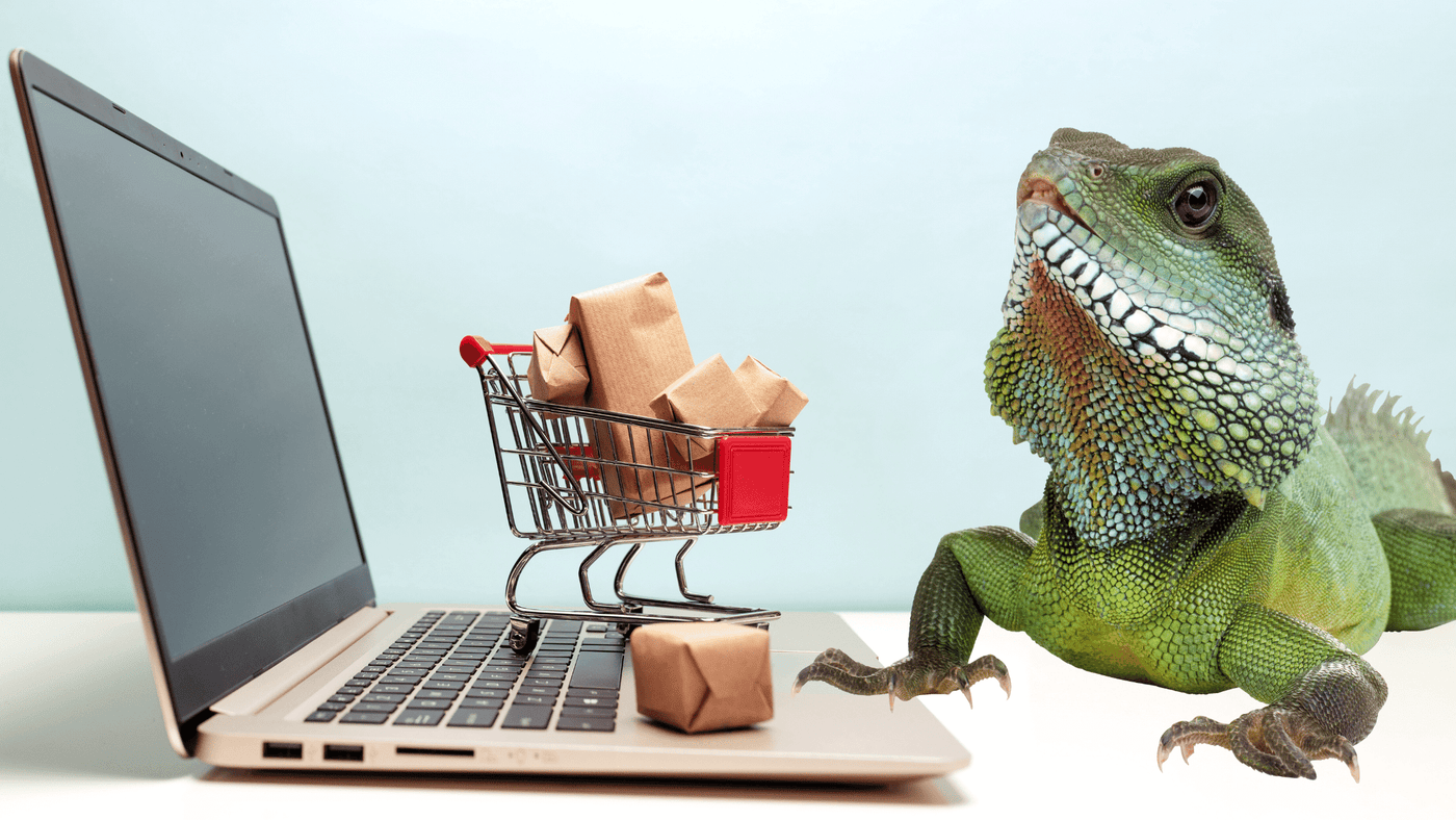 3 Reasons Why You Should Shop For Reptile and Reptile Supplies Online