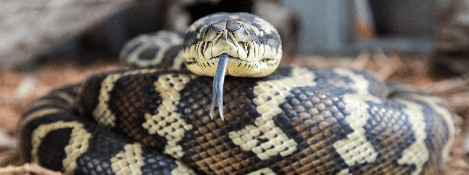 Carpet Python Care Sheet – IMPERIAL REPTILES & EXOTICS