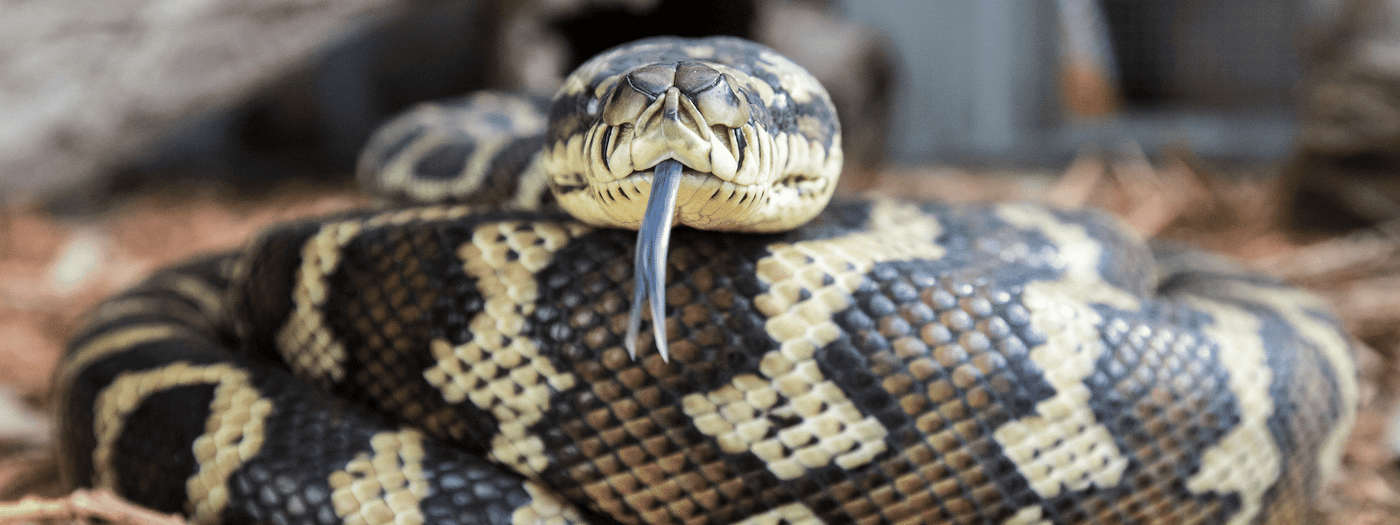 Carpet Python Care Sheet – IMPERIAL REPTILES & EXOTICS