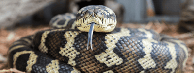 Carpet Python Care Sheet