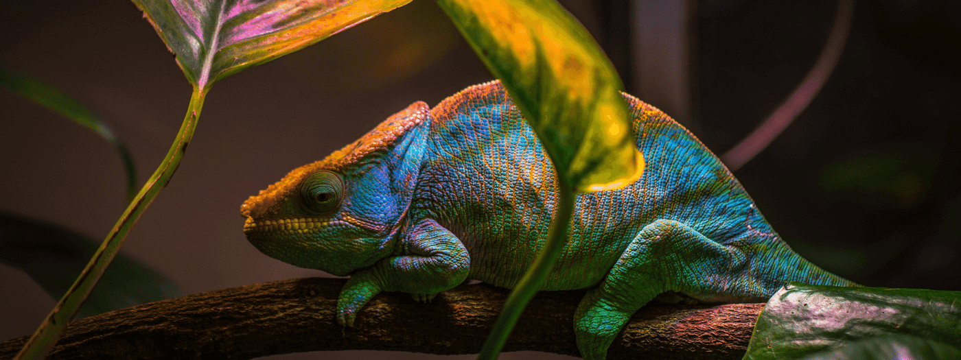 chameleon care sheet
