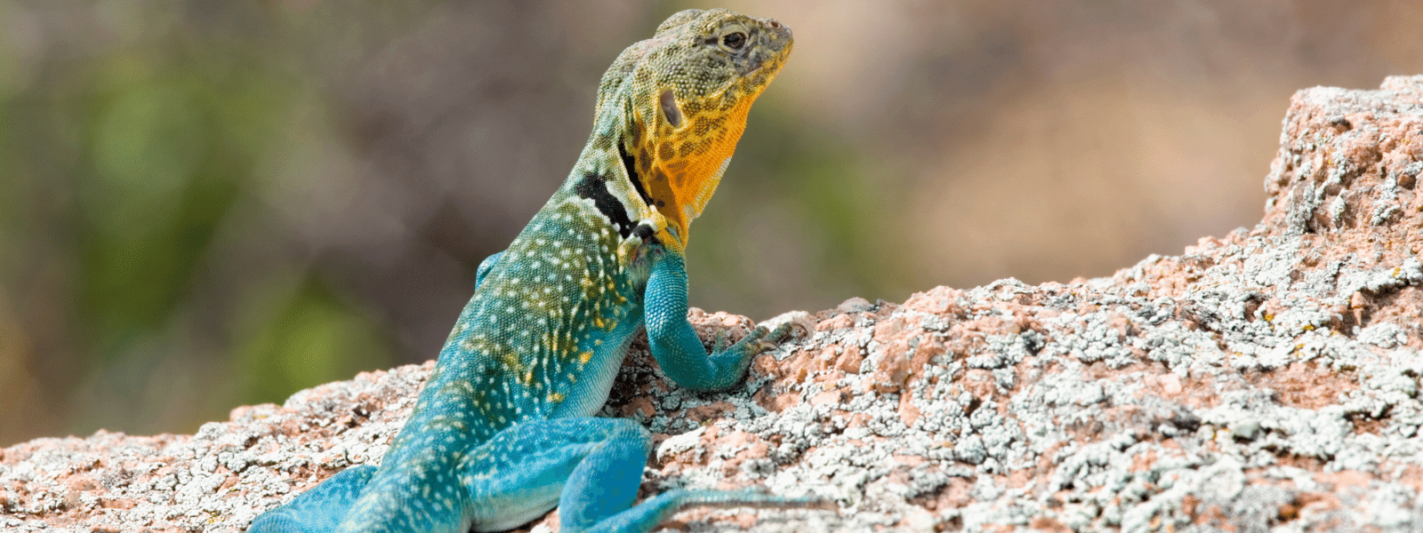 Collared Lizard Care Sheet IMPERIAL REPTILES & EXOTICS