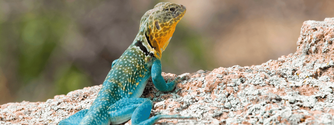 Collared Lizard Care Sheet IMPERIAL REPTILES & EXOTICS