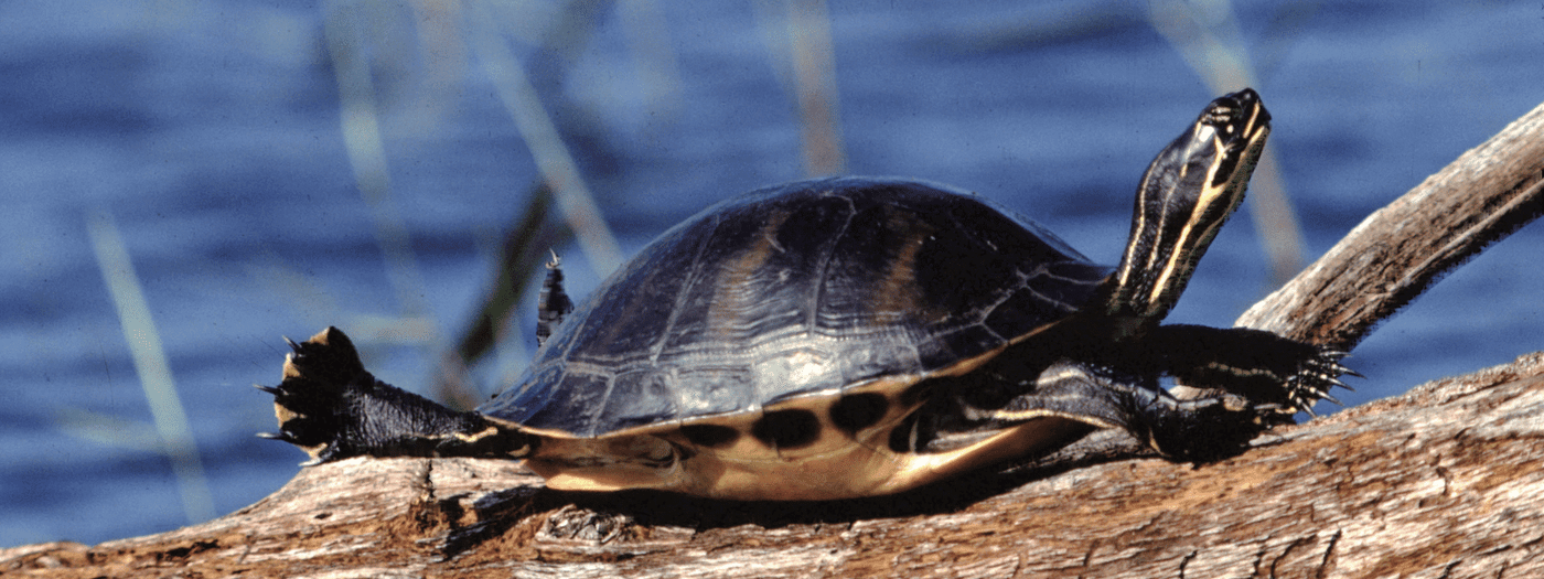 cooter turtle care sheet