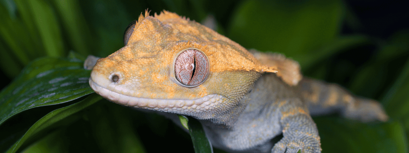crested gecko care sheet