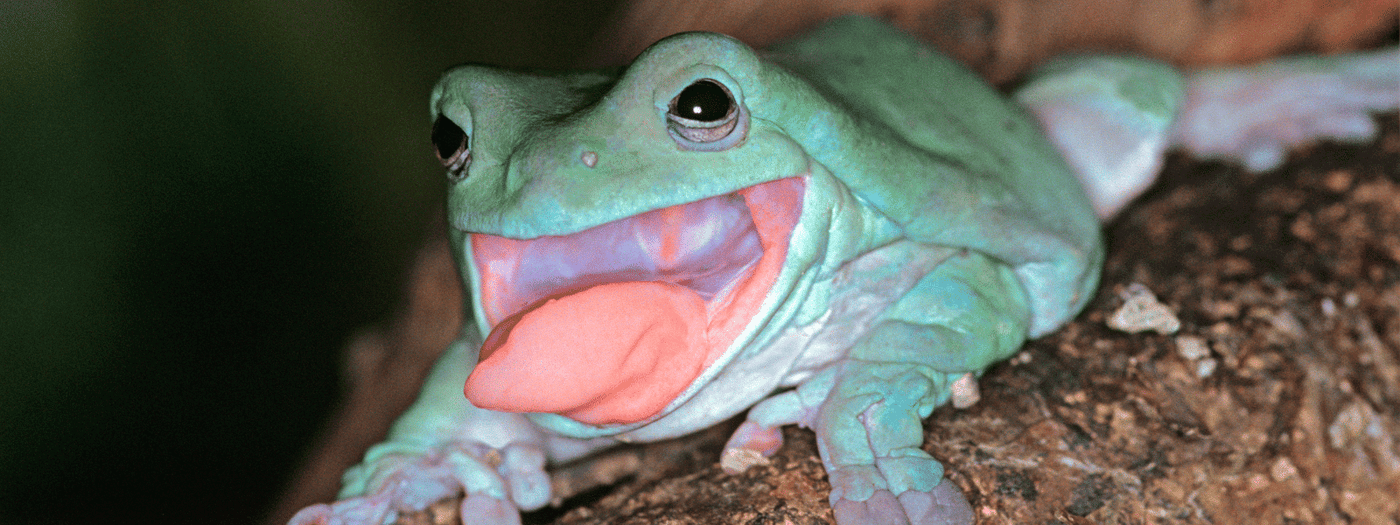 whties tree frog care sheet