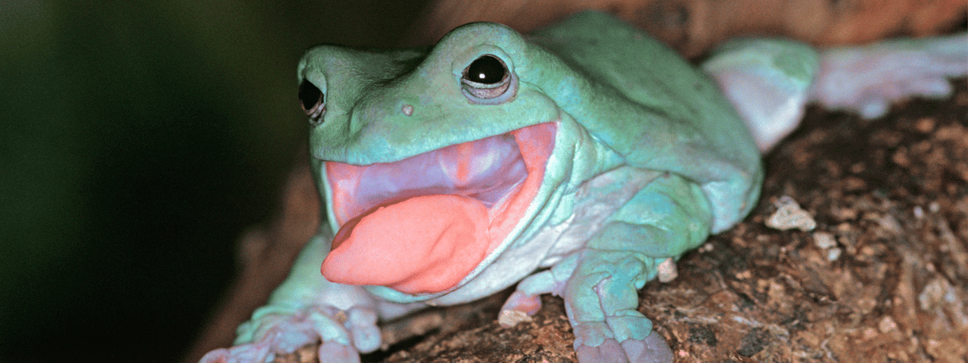 White’s Tree Frog Care Sheet IMPERIAL REPTILES & EXOTICS