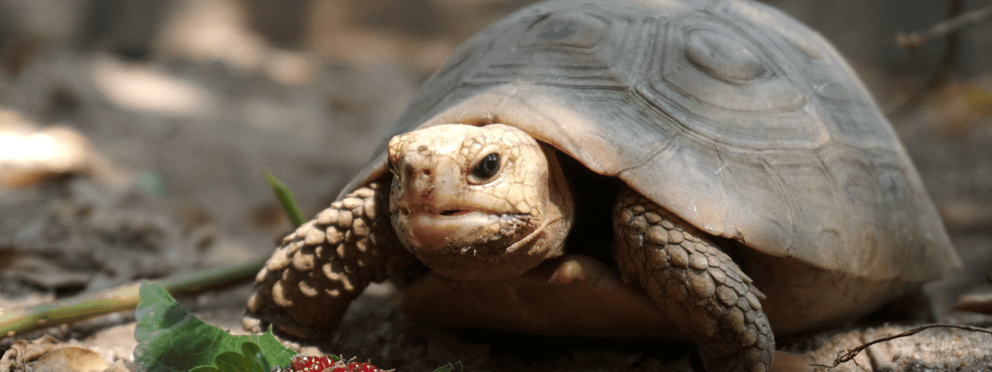 elongated tortoise care sheet
