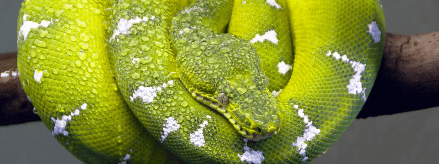 Emerald Tree Boa Care Sheet IMPERIAL REPTILES & EXOTICS