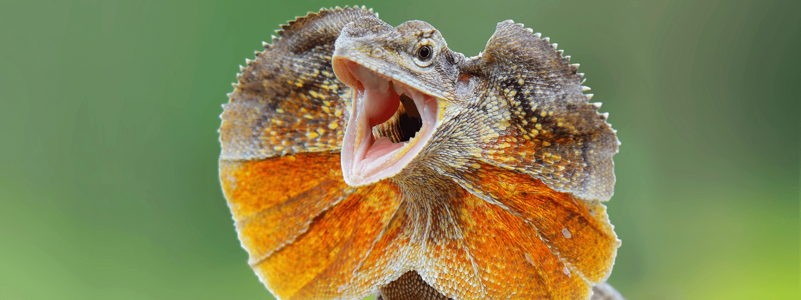 Frilled Dragon Care Sheet – IMPERIAL REPTILES & EXOTICS