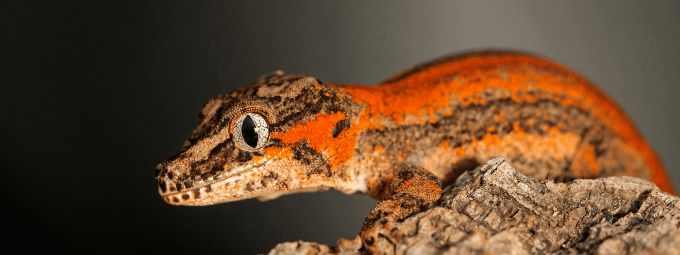 gargoyle gecko care sheet