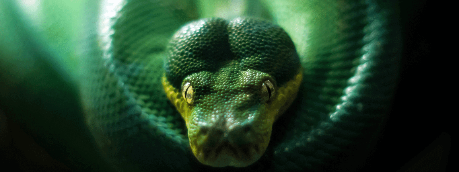 Green Tree Python Care Sheet – IMPERIAL REPTILES & EXOTICS