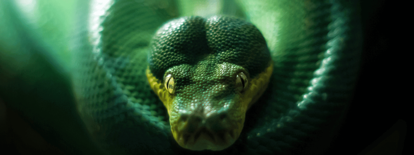 green tree python care sheet