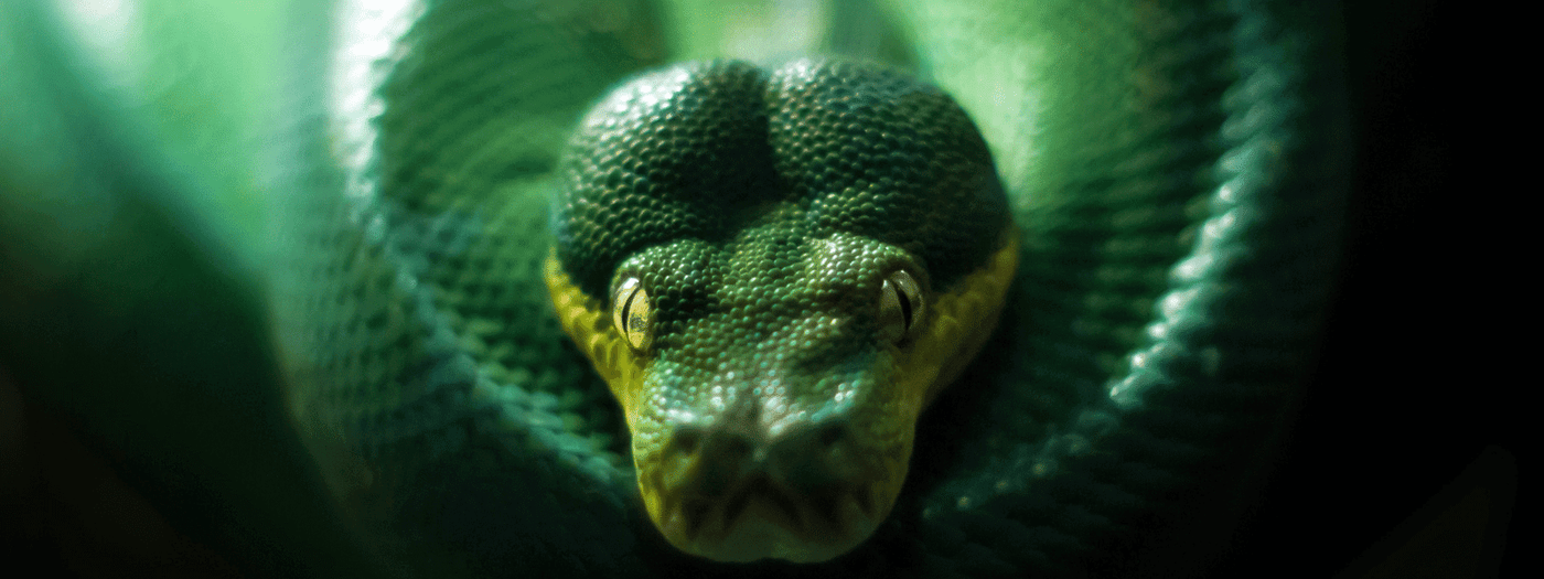 Green Tree Python Care Sheet – IMPERIAL REPTILES & EXOTICS
