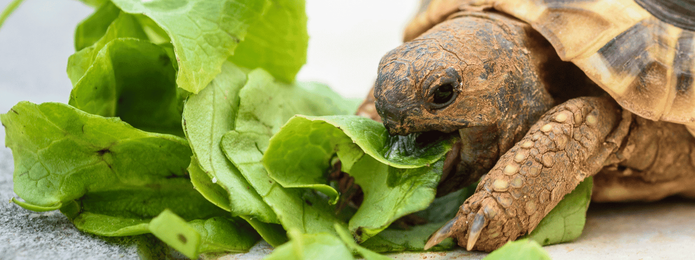 how to grow produce for my tortoise