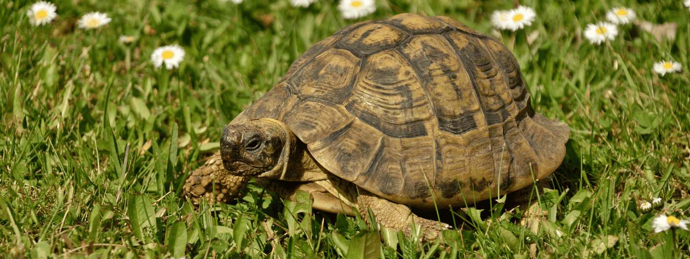 hermanns tortoise care sheet