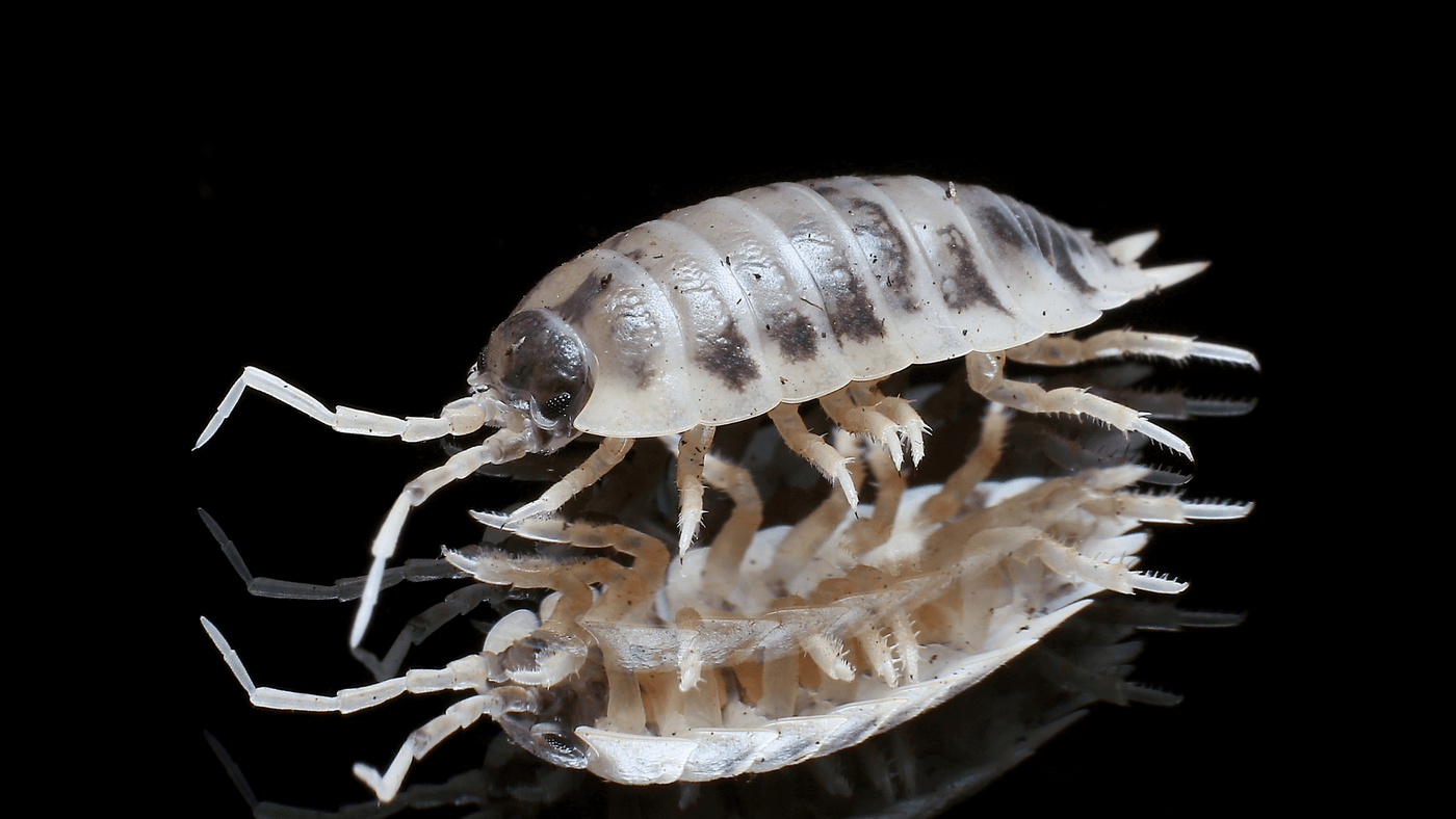 what are isopods?