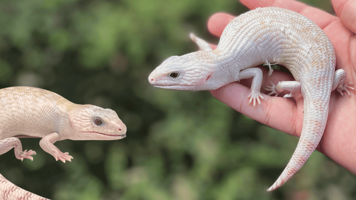 ivory northern blue tongue skinks for sale