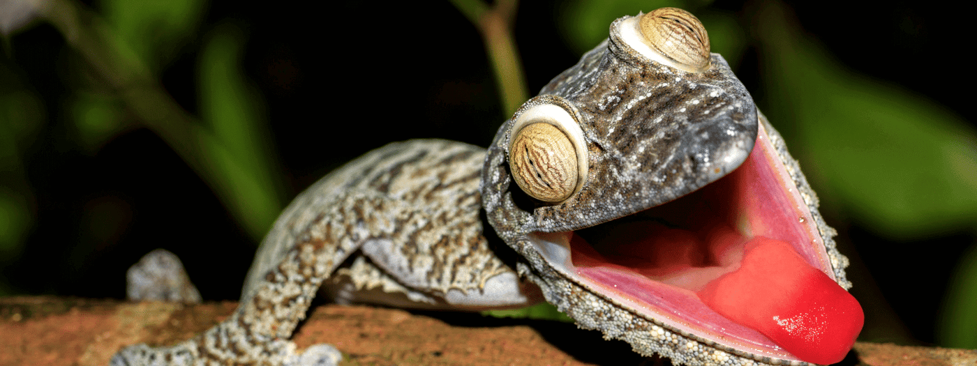 leaf tail gecko care sheet
