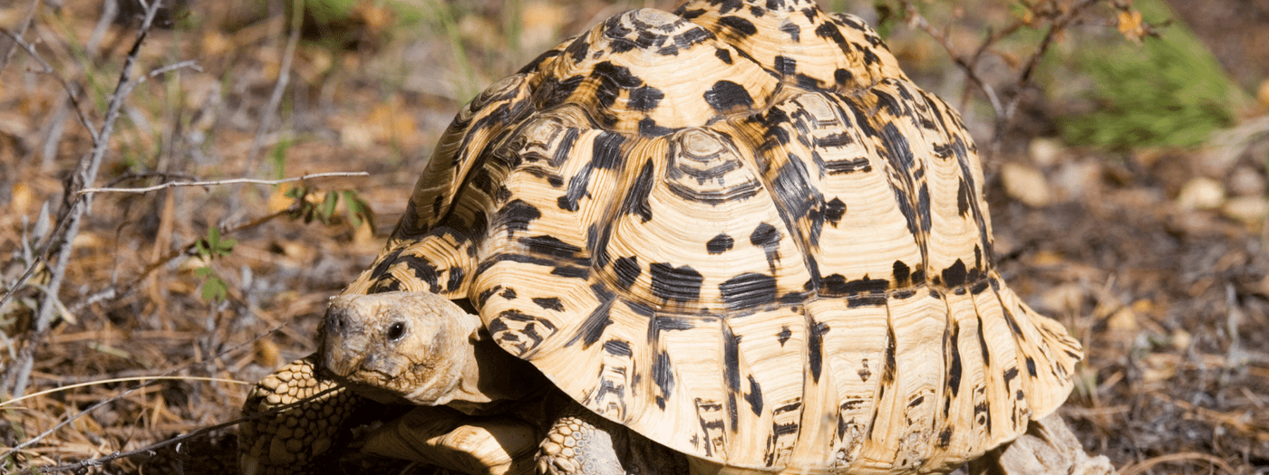 leopard tortoise care sheet