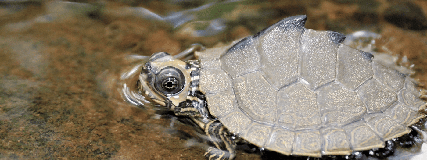 map turtle care sheet