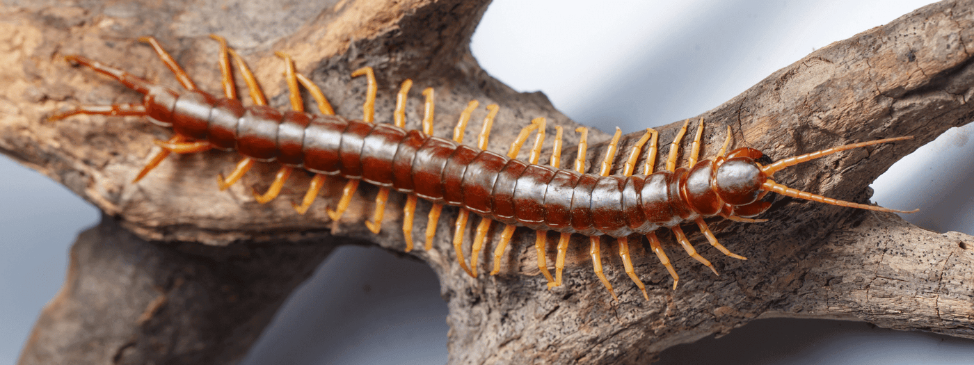 centipede and milipede care sheet