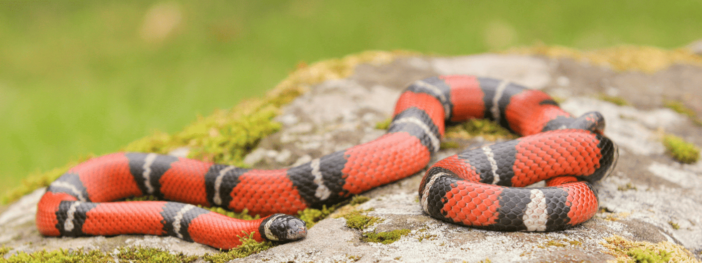 milk snake care sheet