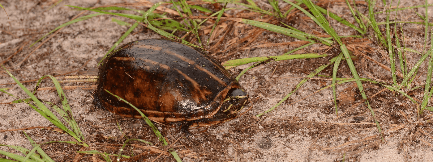 mud and musk turtle care sheet