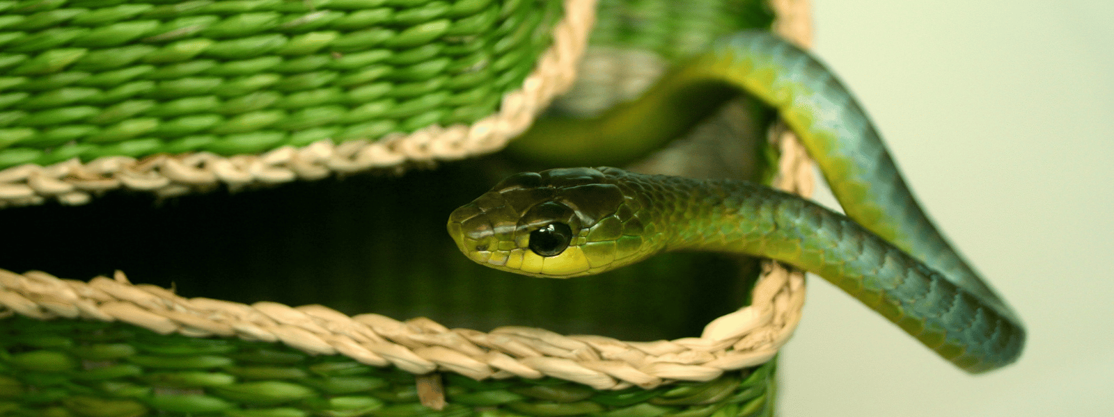 Catch an Escaped Reptile Your Support Guide IMPERIAL REPTILES & EXOTICS