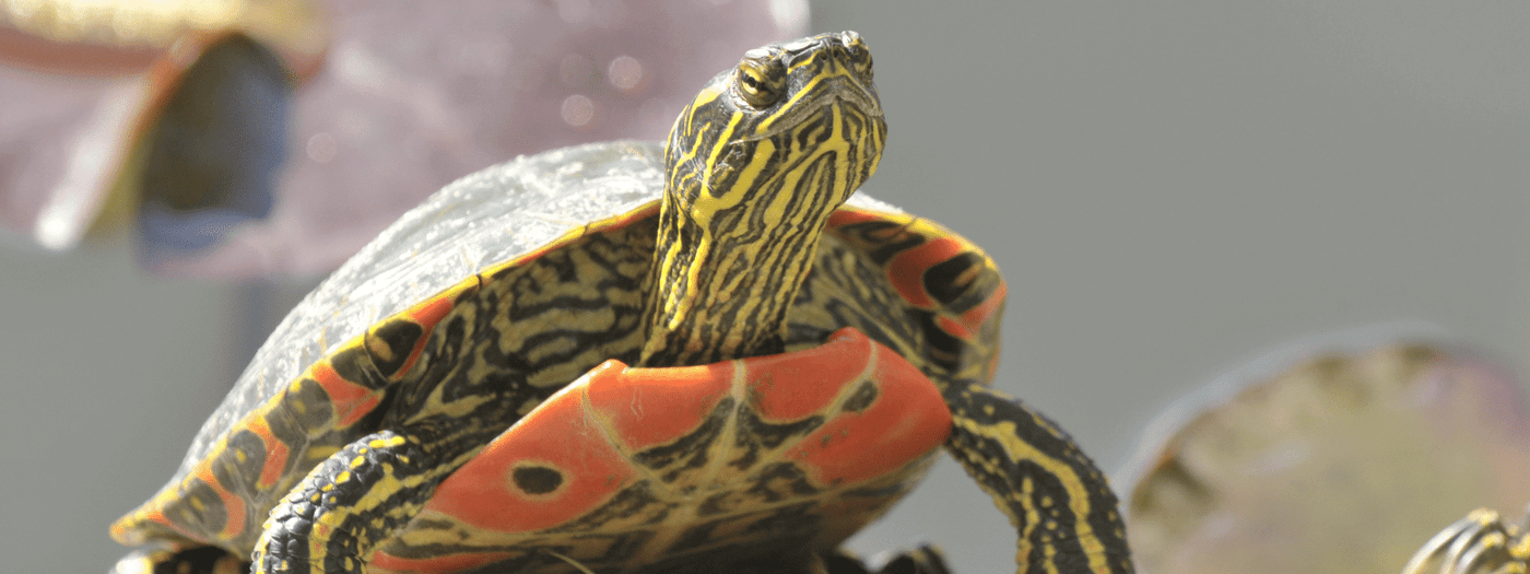 Painted Turtle Care: Essential Tips for a Healthy Pet Turtle