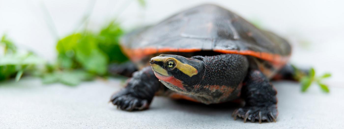 Pink-Bellied Sideneck Turtle Care Sheet – IMPERIAL REPTILES & EXOTICS