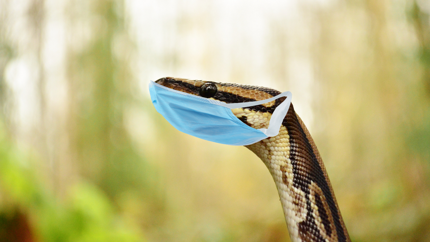 how to quarantine your reptile