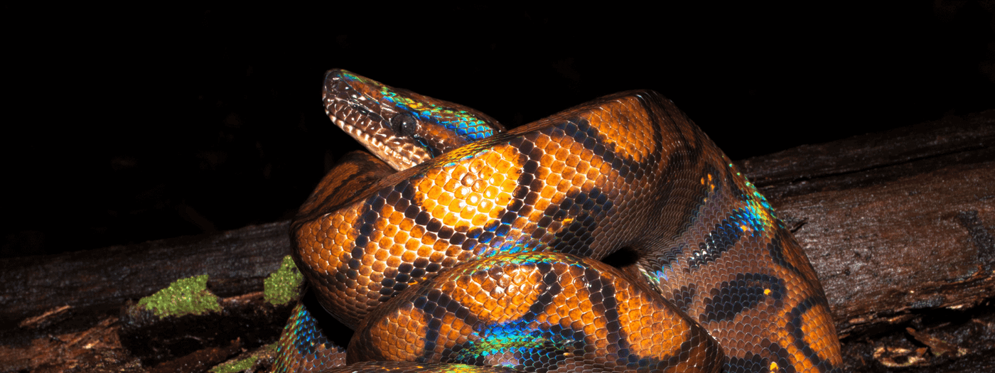 Rainbow Boa Care Sheet IMPERIAL REPTILES & EXOTICS