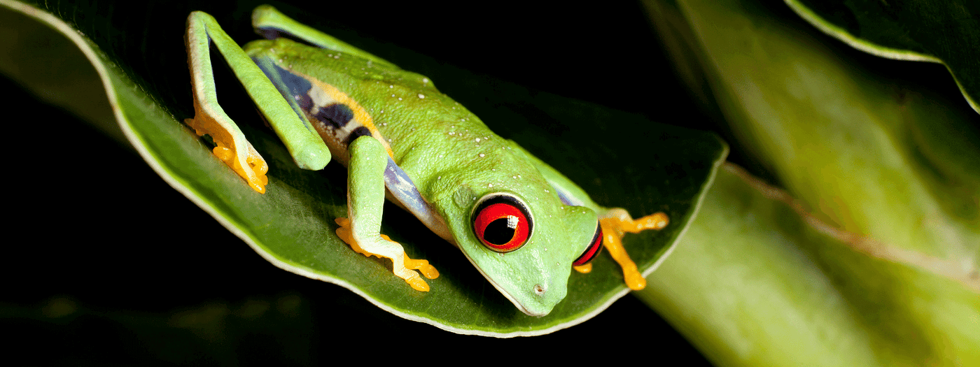 red eye tree frog care sheet