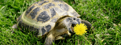 Russian Tortoise Care Sheet