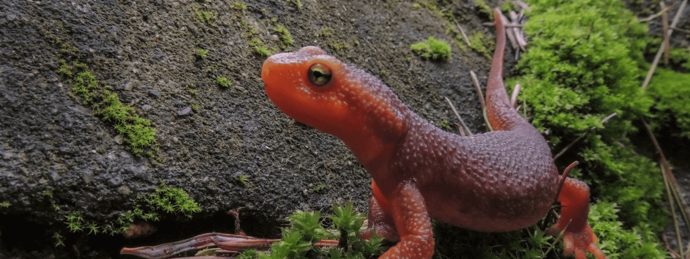 Salamanders and Newt Care Sheet