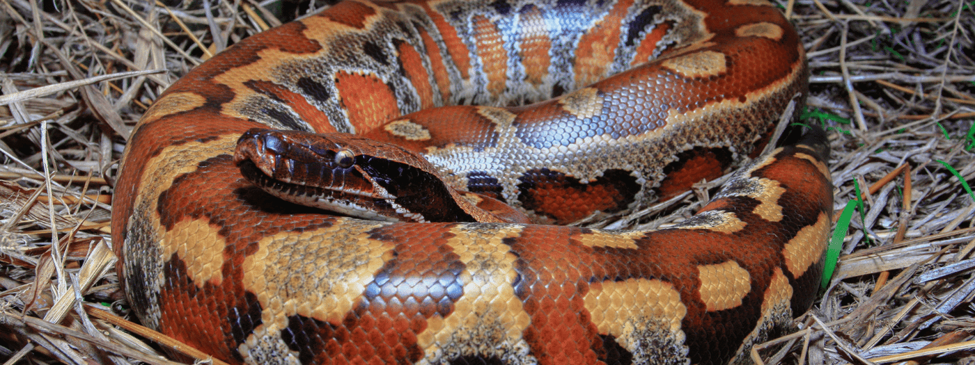 Short-Tailed Python Care Sheet – IMPERIAL REPTILES & EXOTICS