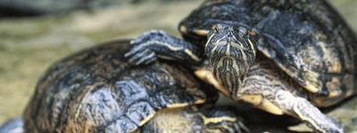 Slider Turtle Care Sheet