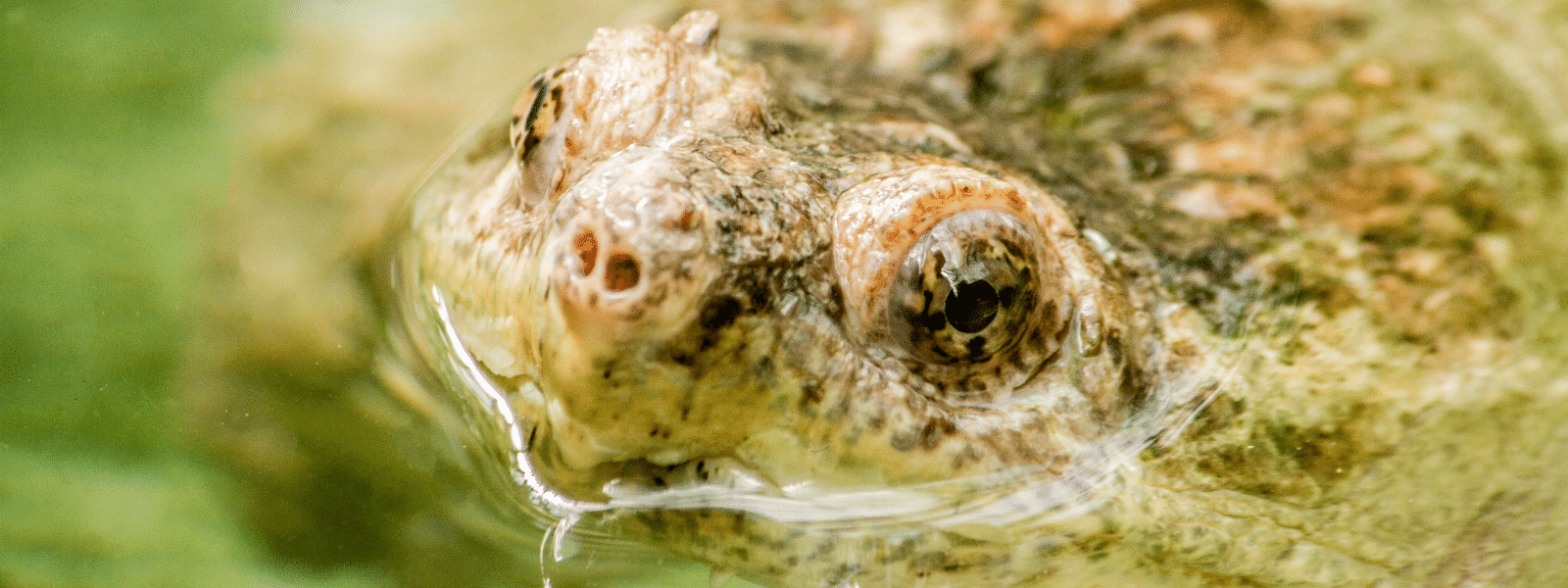 Common Snapping Turtle Eating Fish Snapping Turtle Care Sheet