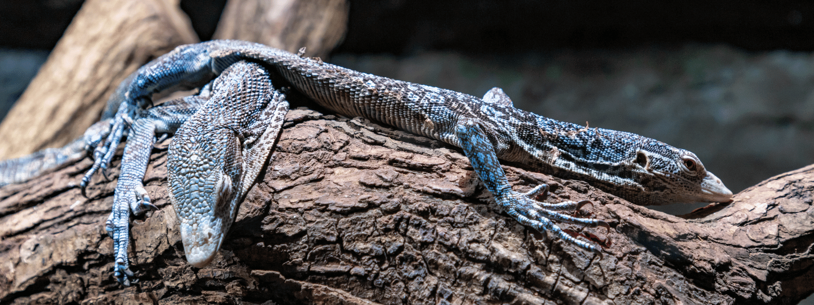 Tree Monitor Frame Blue Tree Monitor Enclosure Blue Tree Monitors | London Zoo