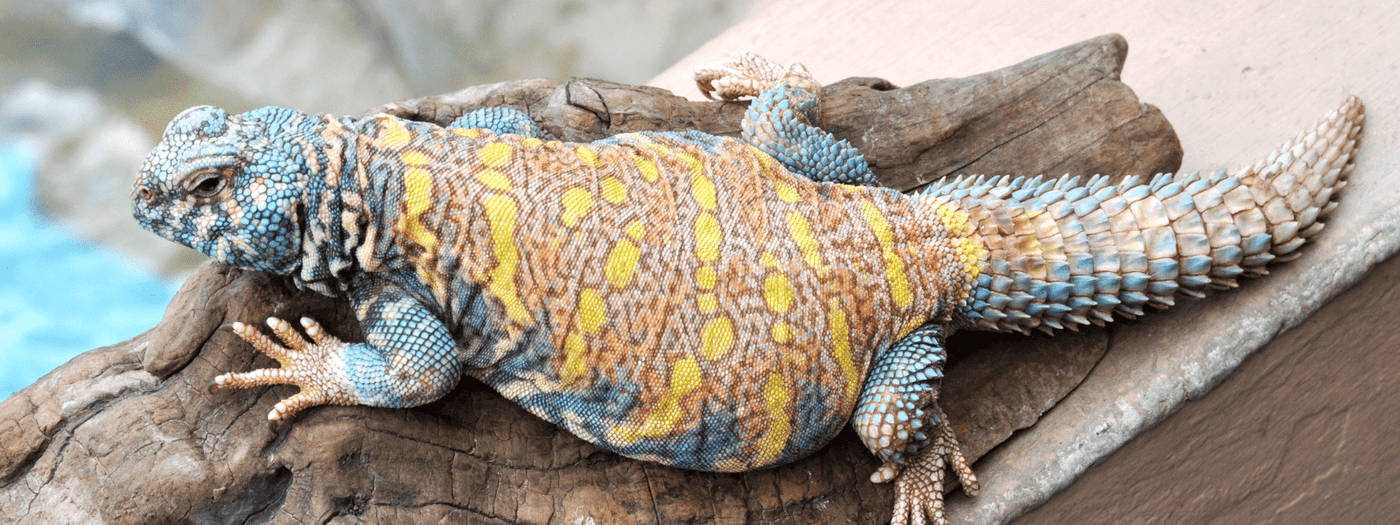 Uromastyx care sheet