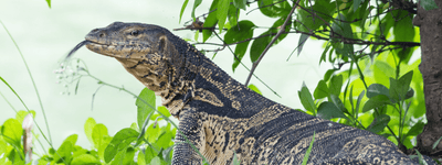 Water Monitor Care Sheet