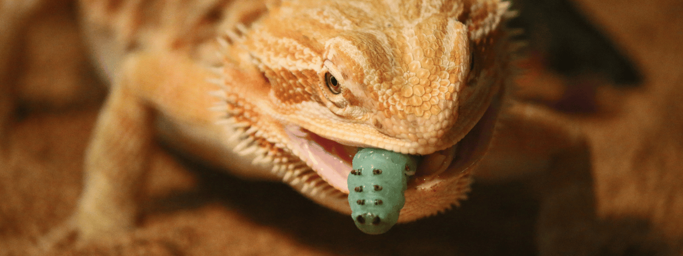 when to feed your pet reptile more food