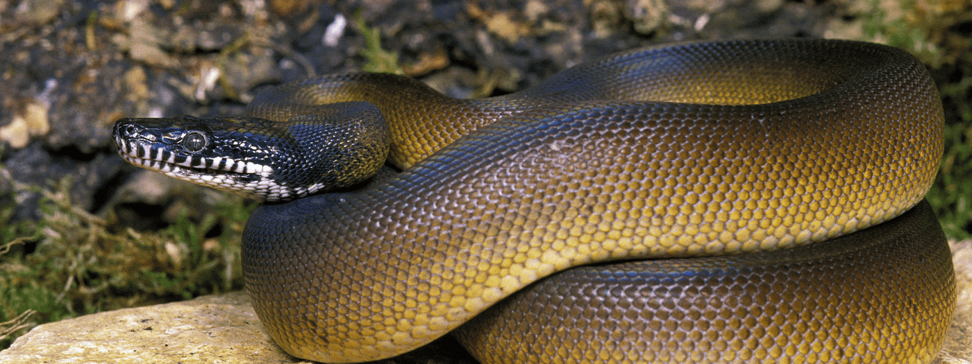 white-lipped python care sheet