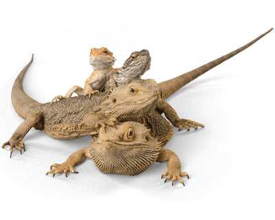 bearded dragons for sale, buy exotic reptiles online at cheap prices