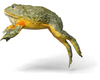 frogs for sale, buy exotic amphibians online at cheap prices