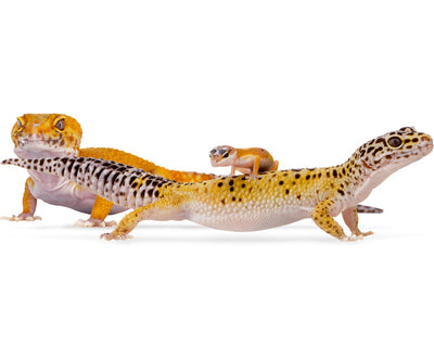 leopard geckos for sale, buy exotic reptile pets online at cheap discount prices